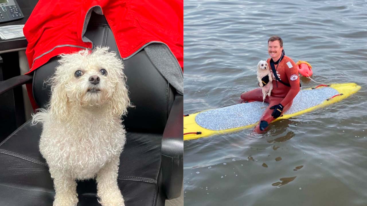 ¡Es un héroe! Socorrista rescata a un perro que nadaba hacia mar adentro y se hace viral