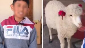 Pequeño lleva a su oveja mascota a la escuela porque no la quería dejar solita en casa
