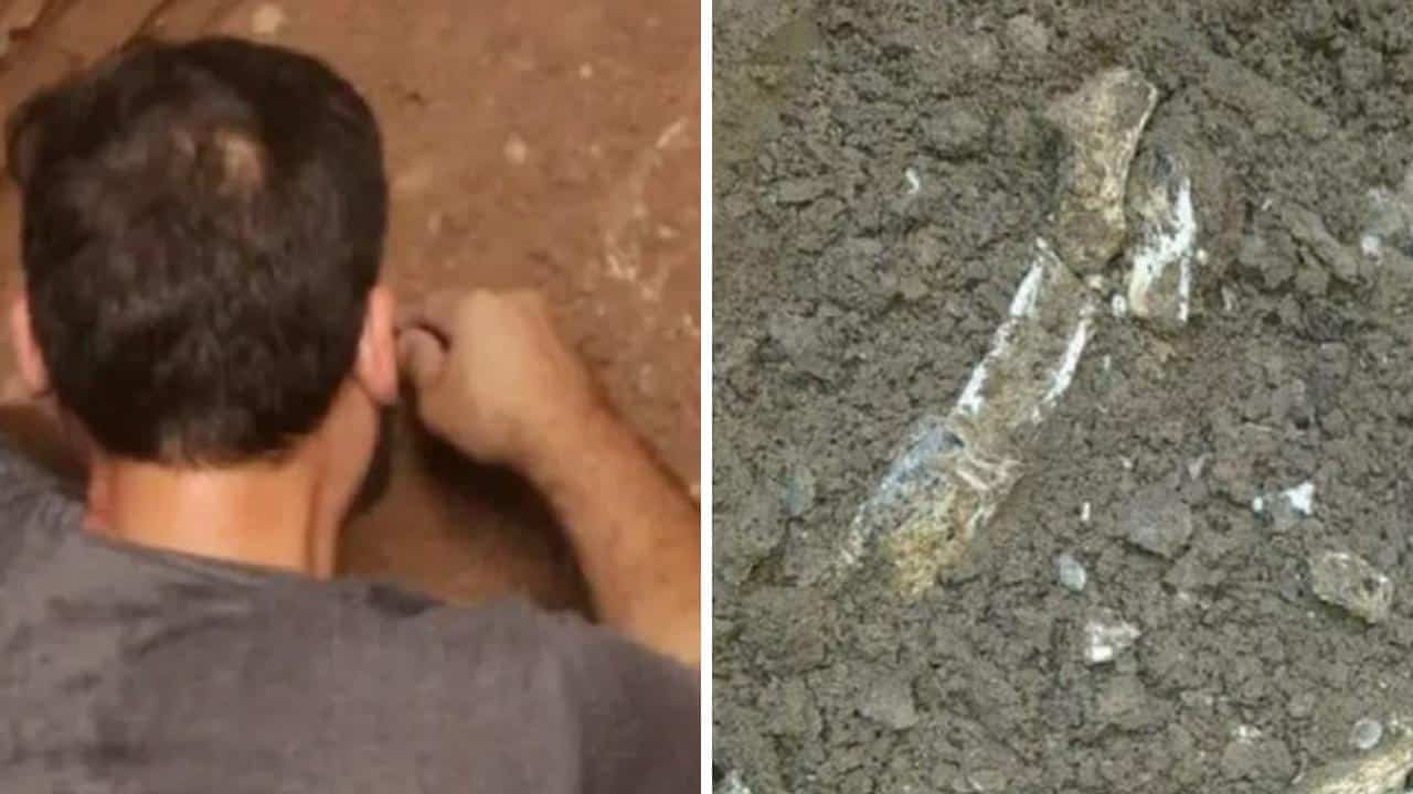 ¡Sorpresa! Hombre encuentra en su patio trasero restos de un tigre dientes de sable