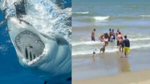Dos adolescentes fueron atacadas por tiburones en la playa