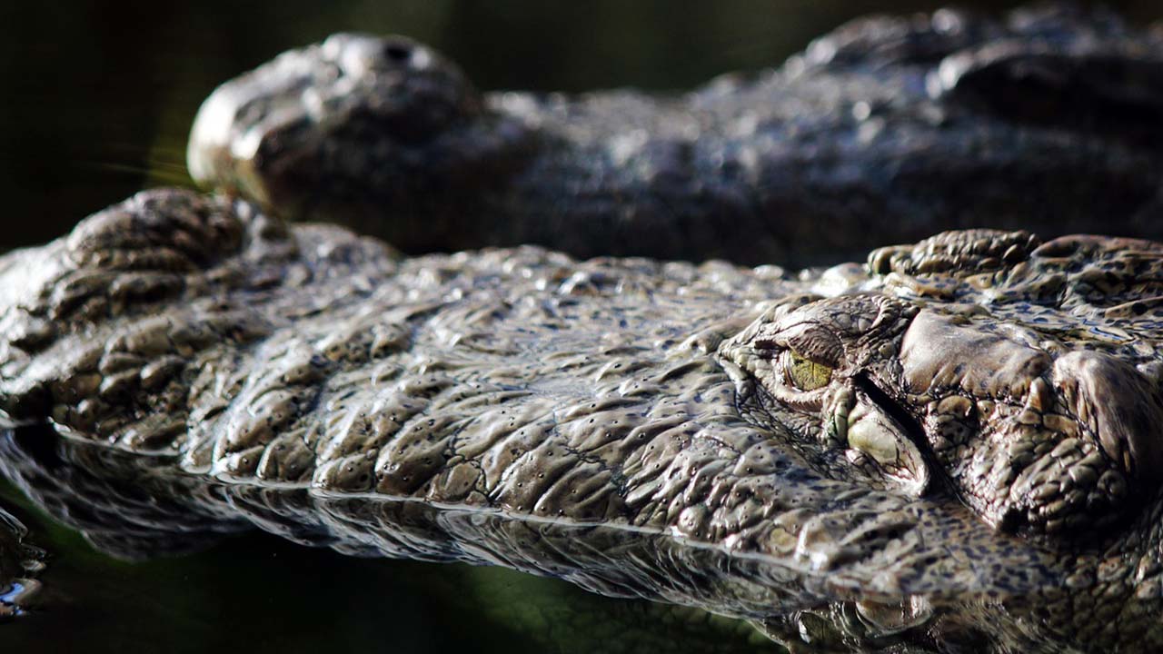 Encuentran enorme caimán viviendo en ático de vivienda en Carolina del Sur