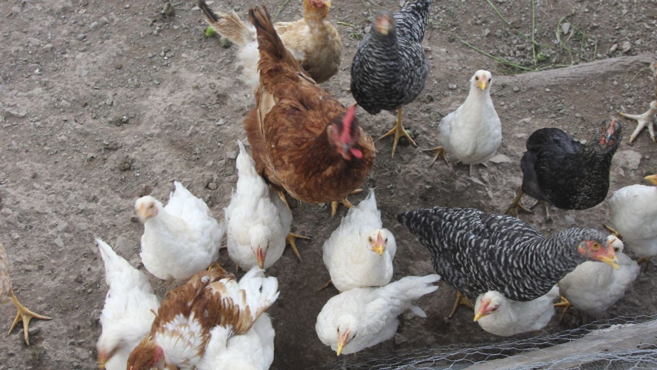 Fallece primera persona por variante H3N8 de gripe aviar en China