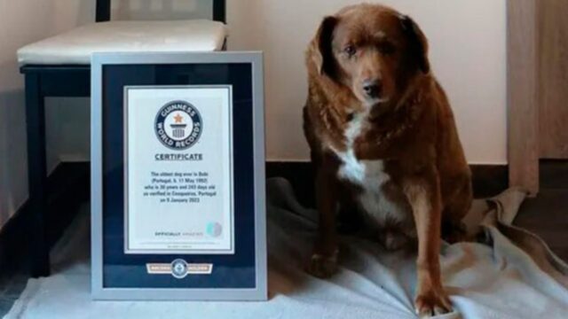 Con 31 años de edad, Bobi es el perrito más longevo del mundo