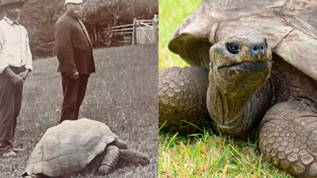 Jonathan, la tortuga más longeva del mundo es homosexual; así lo descubrieron