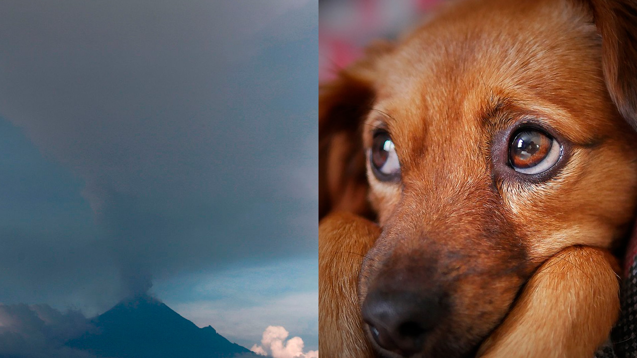 Rescatan a 3 perritos en Puebla por estar expuestos a la ceniza del volcán Popocatépetl