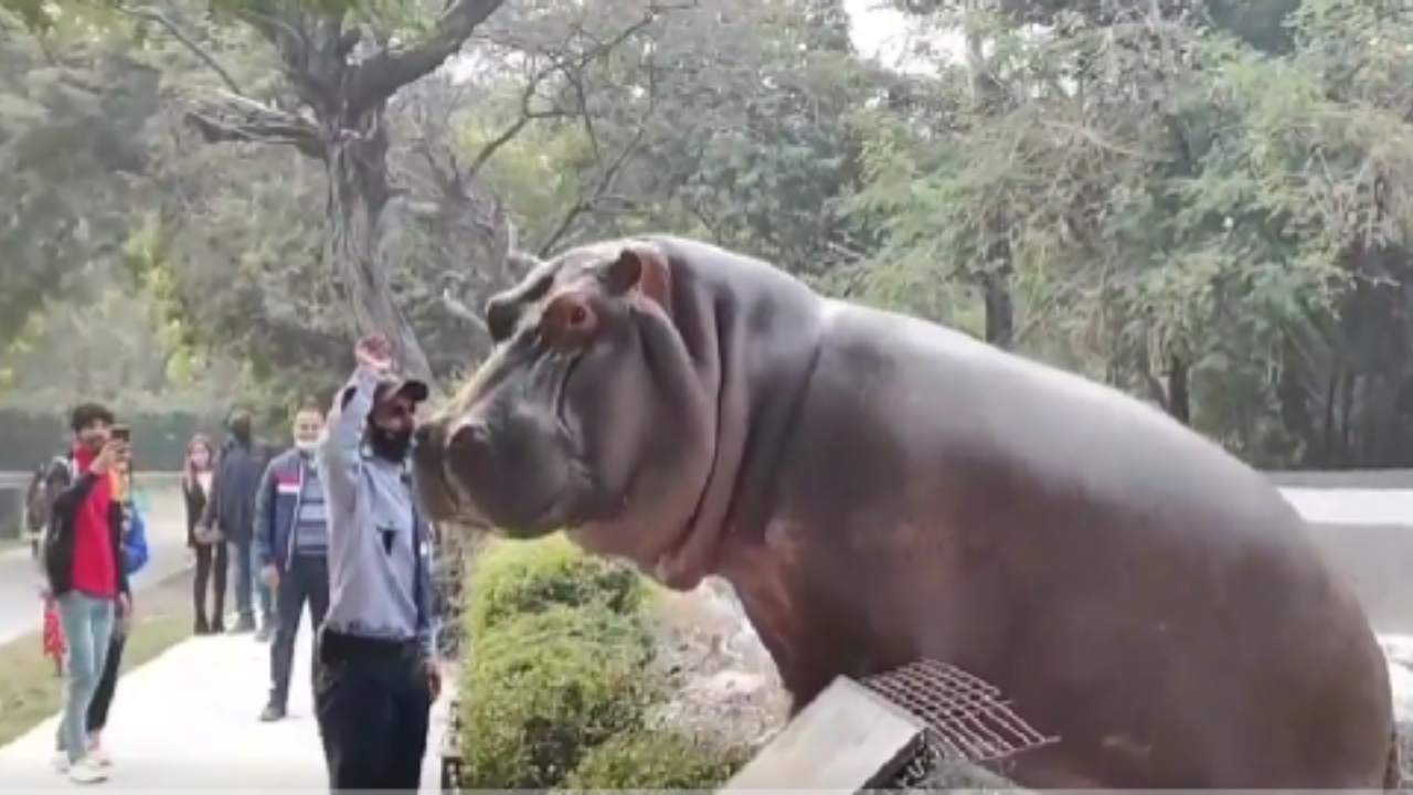 Hipopótamo intenta escapar del zoológico y vigilante lo regresa ¡a cachetadas!